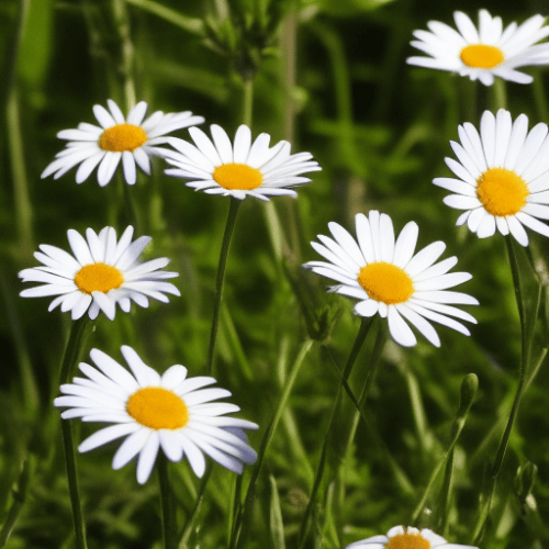 Common daisies in the field