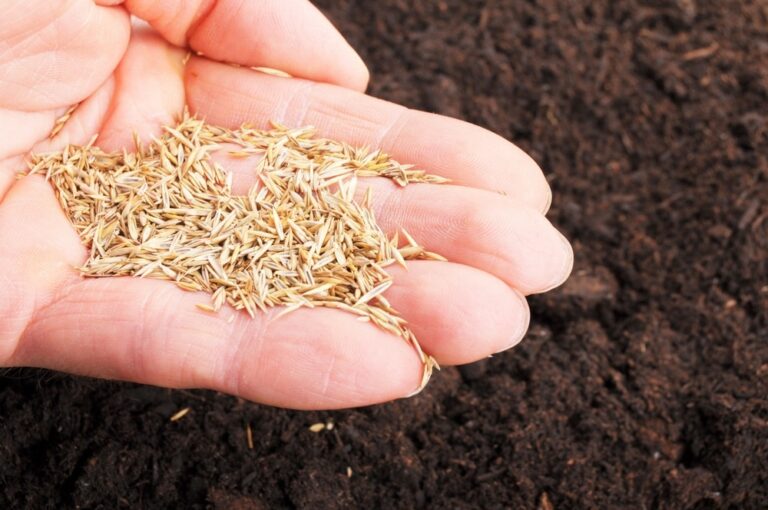 How to Sow Grass Seed for a Beautiful, Healthy Lawn