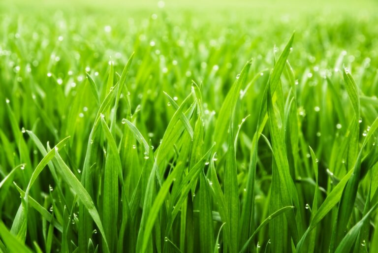 How to Speed up Grass Seed Germination in Your Garden