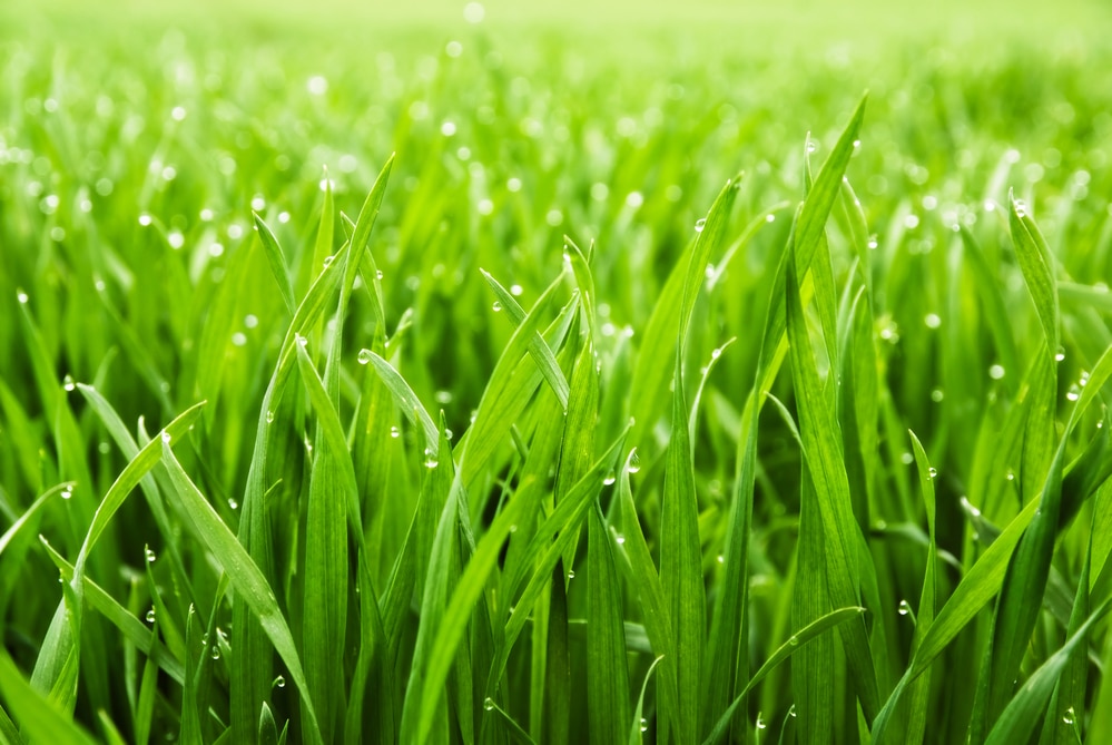 how to speed up grass seed germination