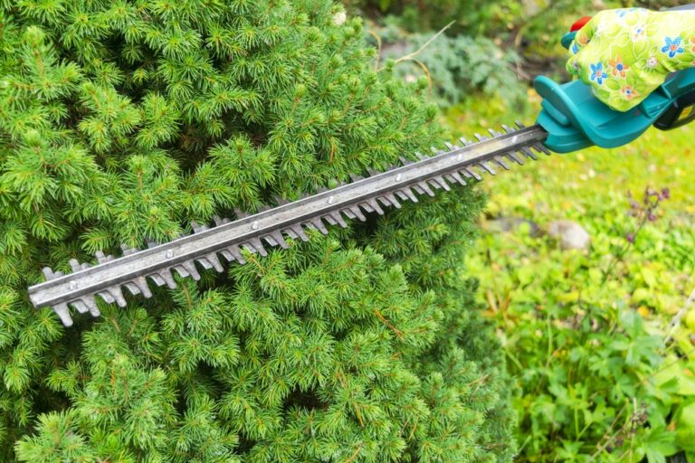 How to Sharpen a Hedge Trimmer: The Secret Behind a Clean Cut