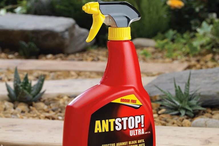 How to Make Ant Killer to Keep Your House Free of Ants