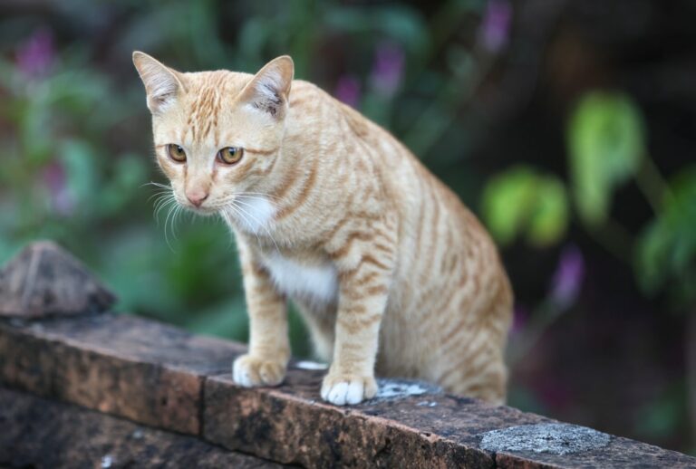 How Does Cat Repellent Work: The Key to Cat-Free Backyard