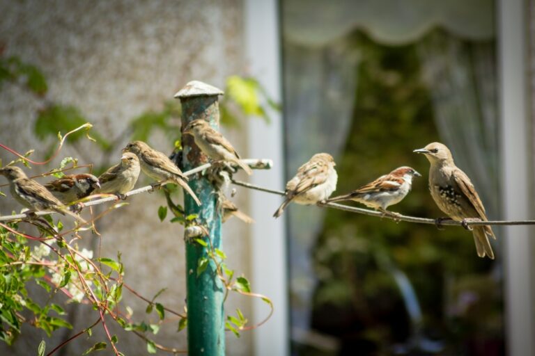 Birdscaping 101: How to Attract Birds to Your Garden