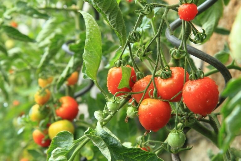 How to Care for Tomato Plants to Keep Them Healthy
