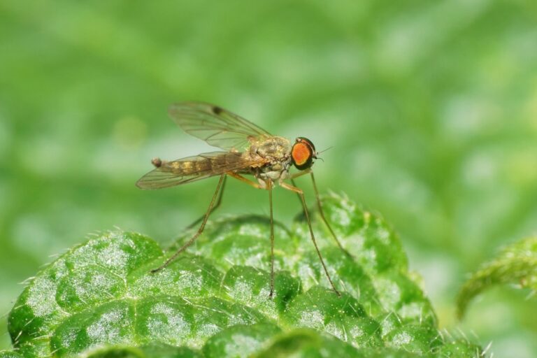 How to Get Rid of Midges: Keep Your Home and Garden Midge-Free