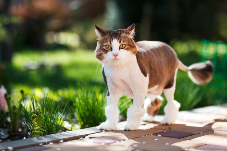 How to Make Cat Repellent to Keep Cats Away From Your Garden