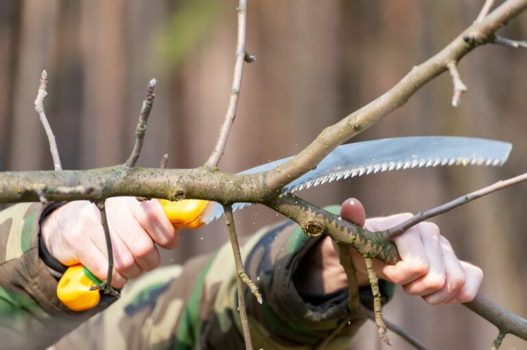 How to Use a Tree Pruning Saw: An in-Depth Guide