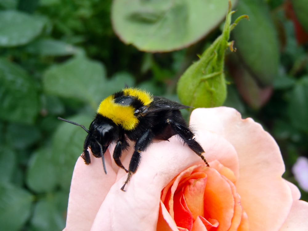 bee on peach flower 1