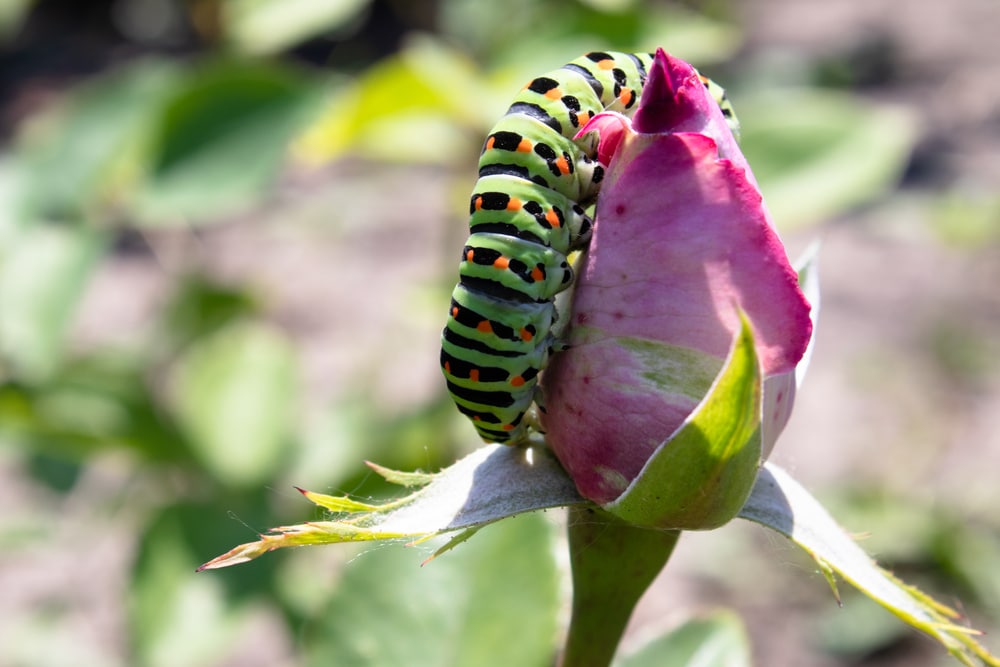 how to get ride of caterpillars on roses
