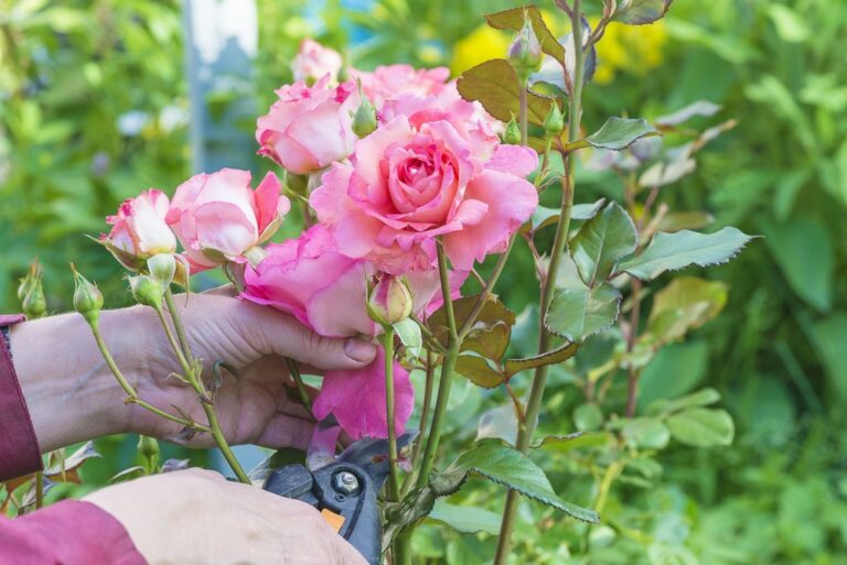 How to Prune Standard Roses Correctly