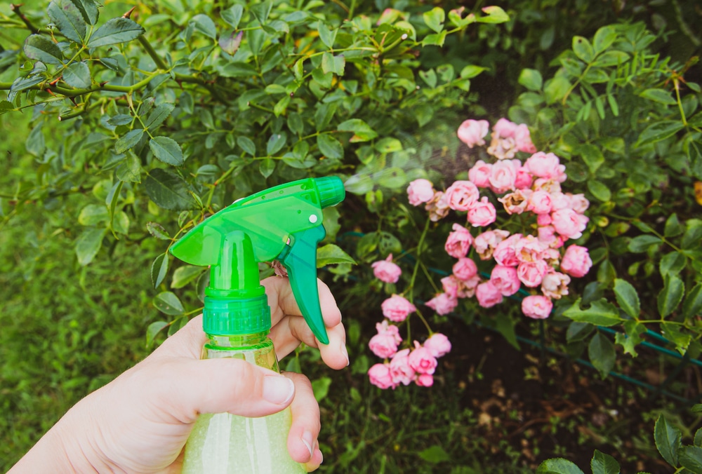person spraying pesticide on garden plants 1