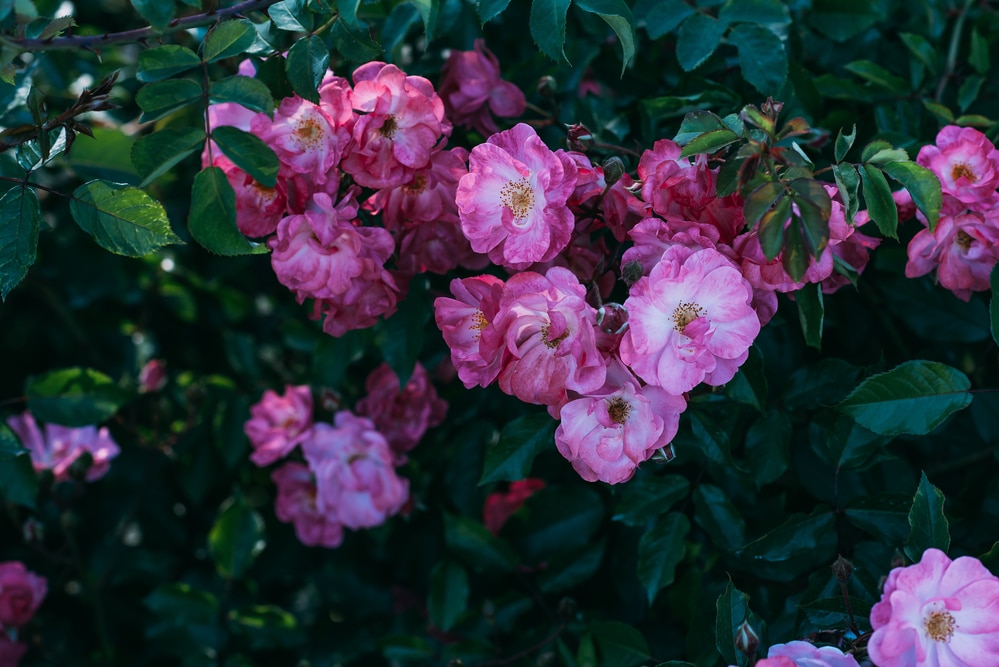 pink flowers in garden 1