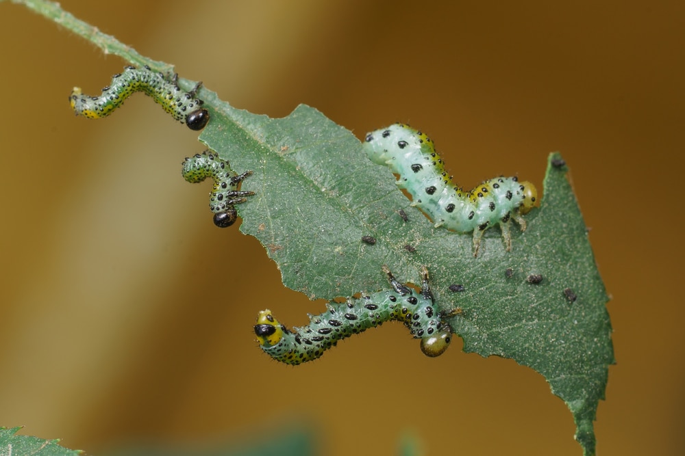 rose sawfly larvae on a leaf 1 1