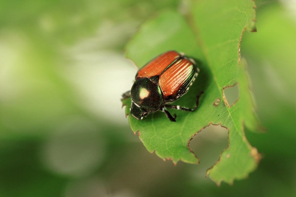 Japanese beetle feasting on leaf