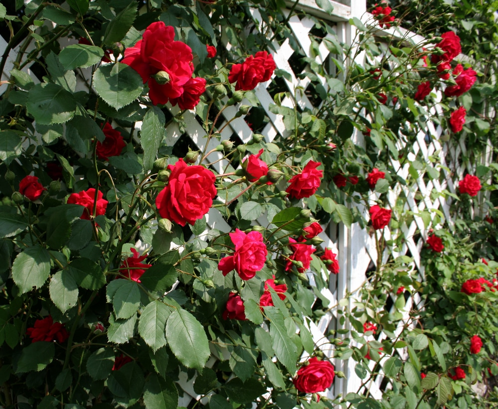 flowers with red blooms growing on trellis
