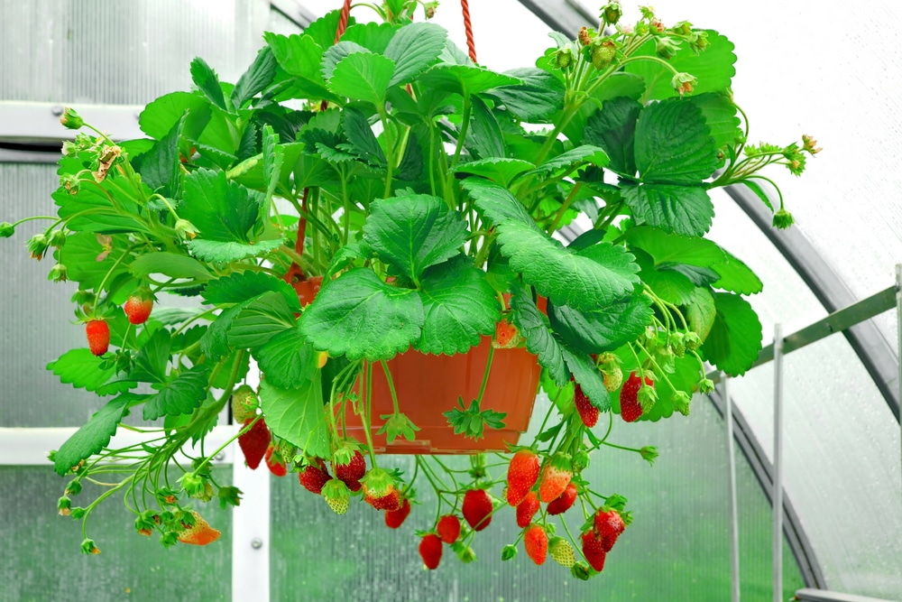 fruit bearing plant in hanging container 1