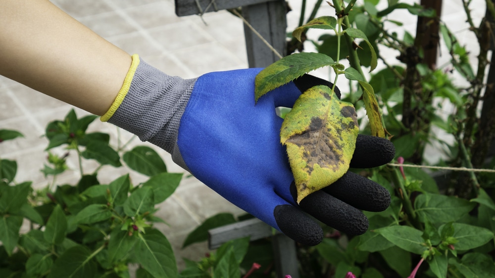 gloved hand holding diseased plant leaf 1