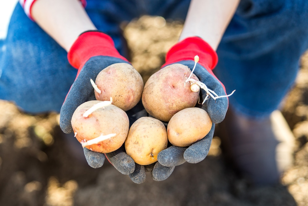 gloved hands holding sprouted spuds 1