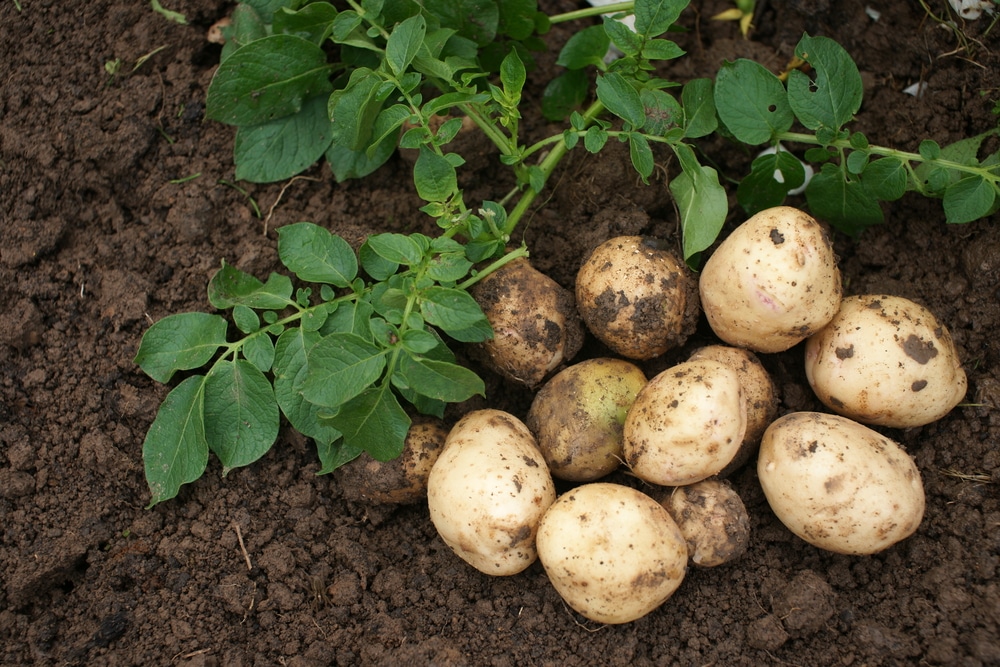 how long do potatoes take to grow