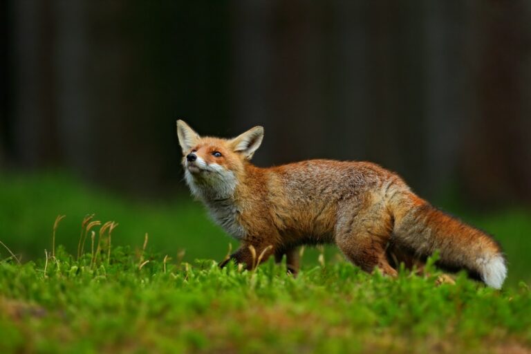 How to Deter Foxes From Your Garden: Tips and Tricks to Keep Them Away