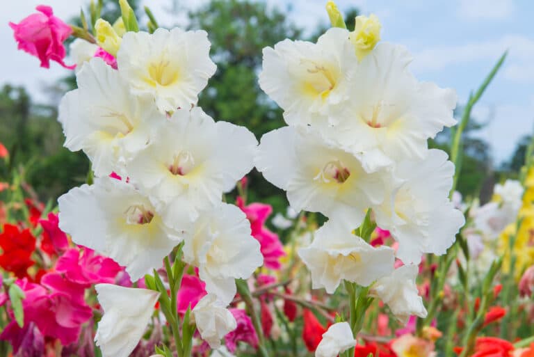 How to Look After Gladioli: A Guide for Beginners