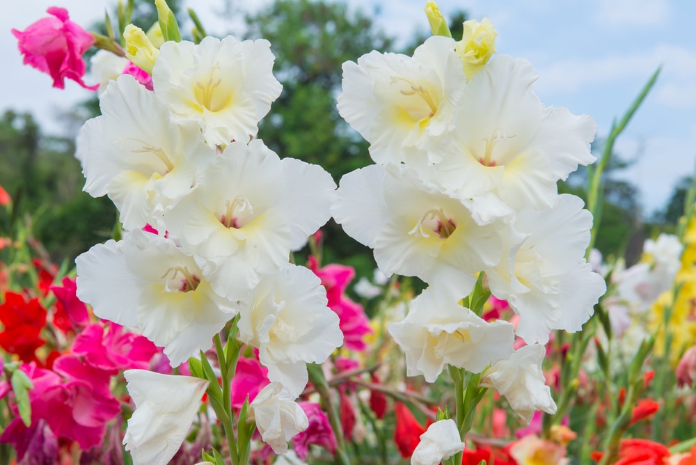 how to look after gladioli