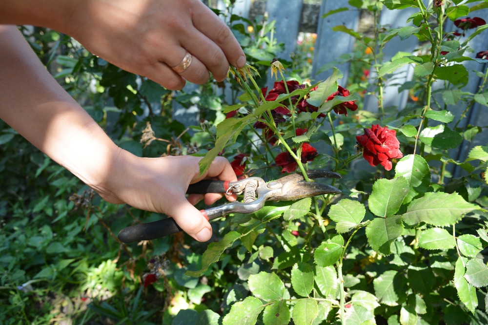how to prune rambling roses