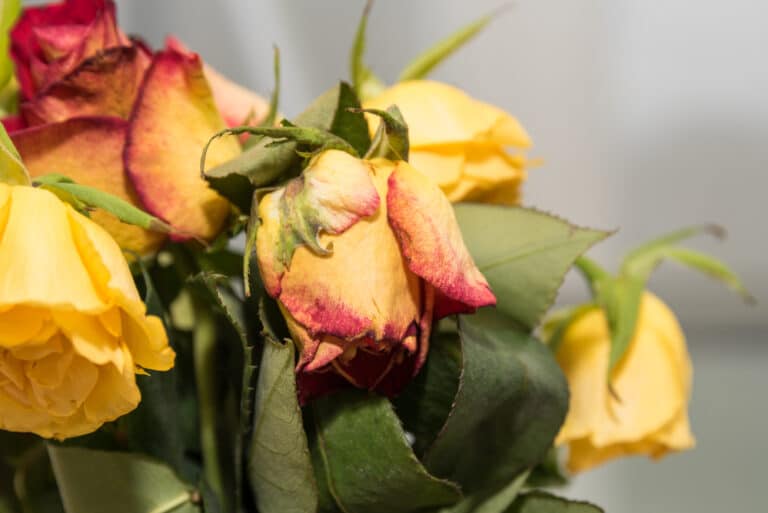 How to Revive Roses: A Beginner’s Guide