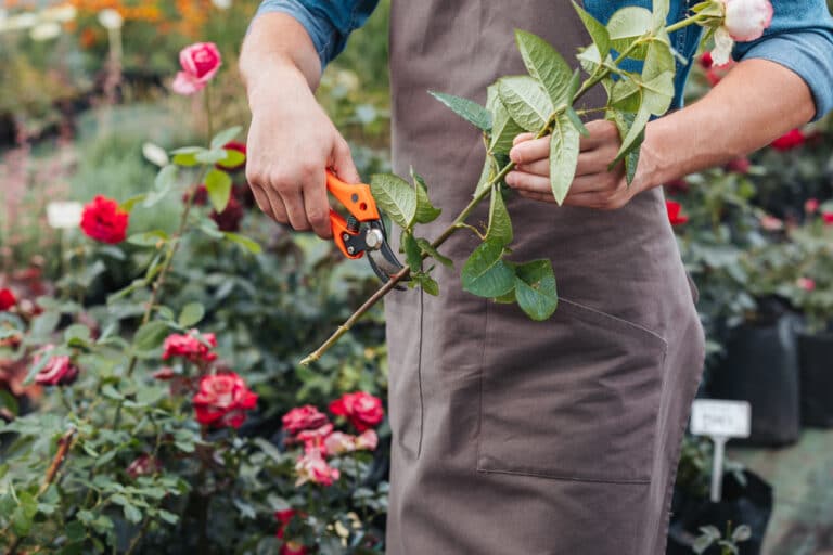 How to Take a Rose Cutting: Everything You Need to Know