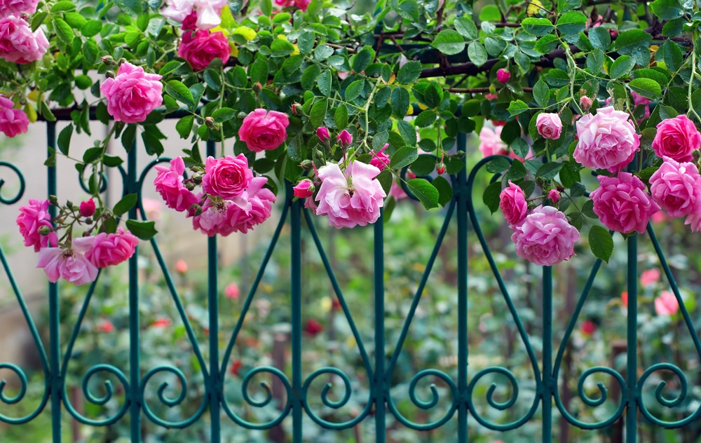 how to train a climbing rose