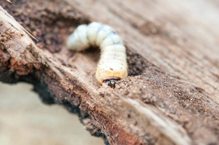 How to Treat Woodworm Infestations