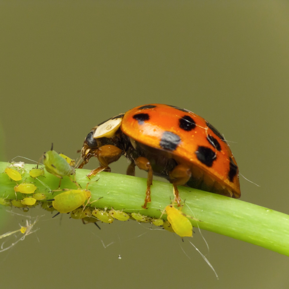 ladybug preying on aphids
