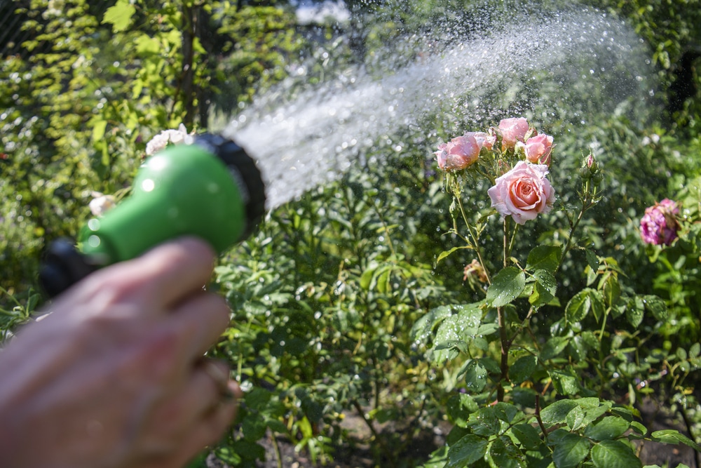 person spraying water on flowers