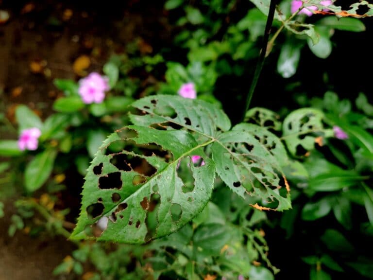 What Is Stripping My Rose Leaves? The Most Common Culprits to Watch Out For