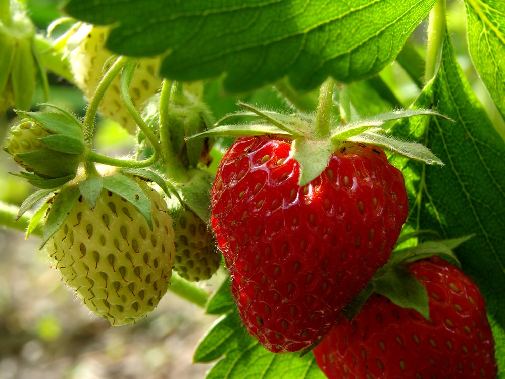 what to do with strawberry plants after fruiting