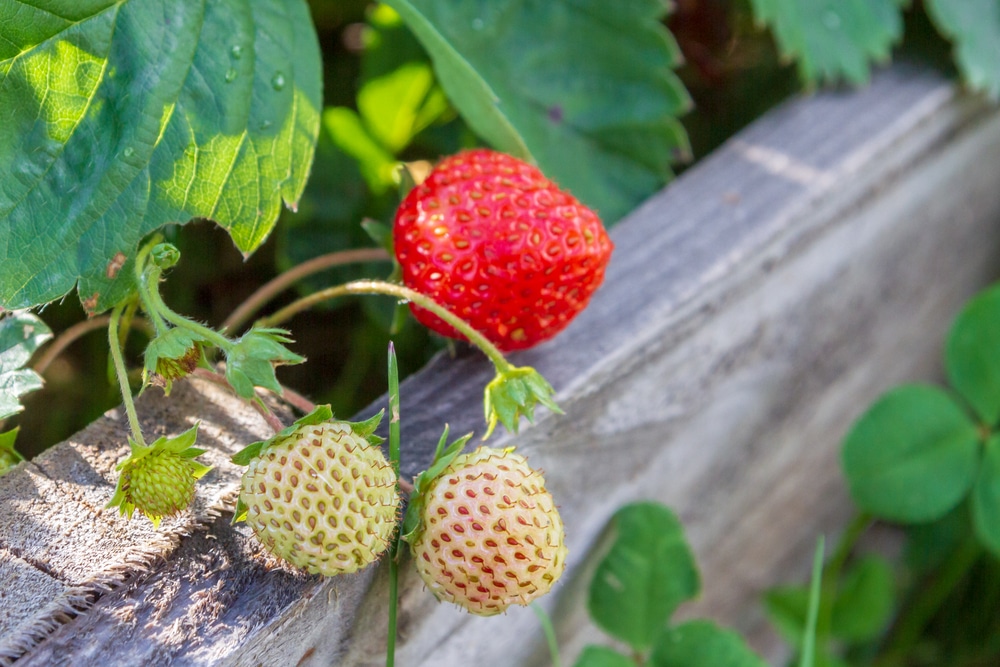 when to plant strawberries UK