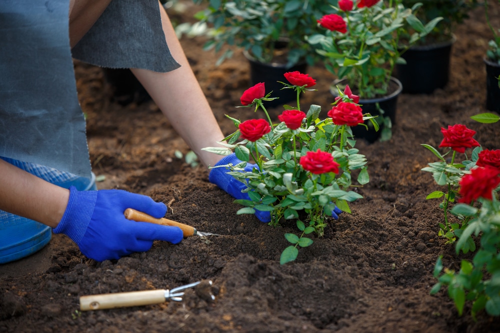 woman transplanting flowers from pot to garden bed 1