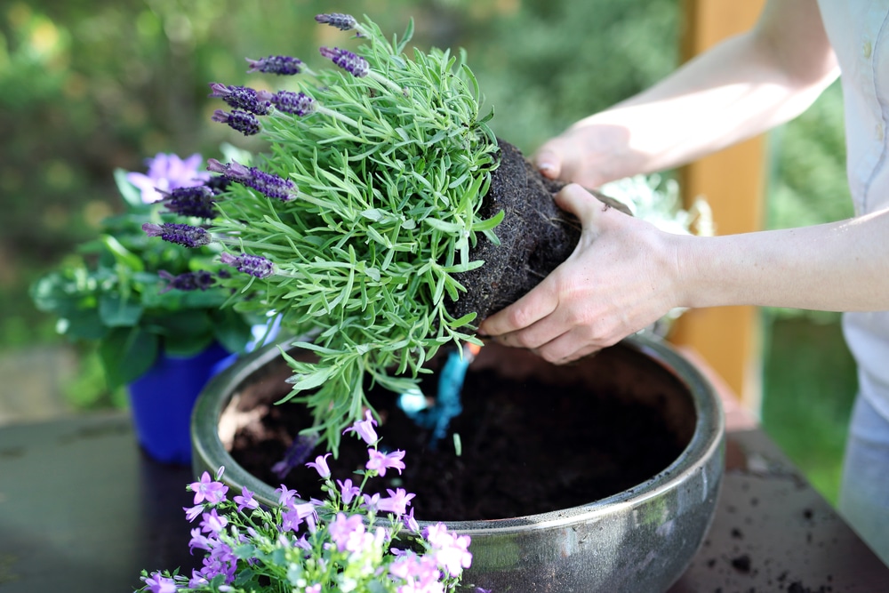 woman transplanting purple flowers