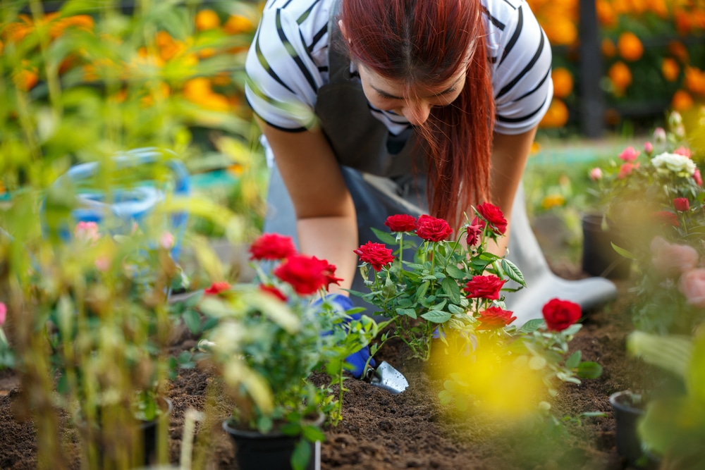 young woman planting red flowers in garden 1