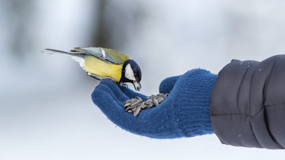 bird eating from gloved hand
