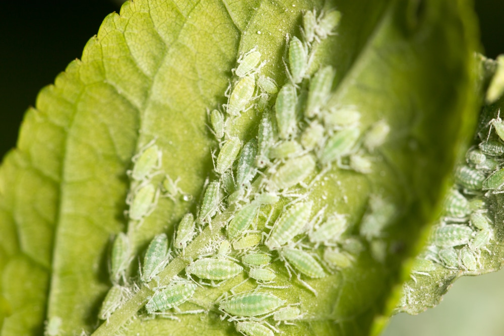 cluster of aphids on leaf 1