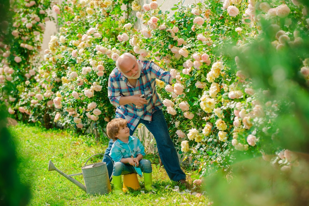 grandfather and grandson tending to flowering plants 1