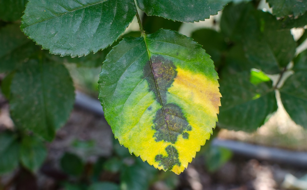 rust fungus on leaf