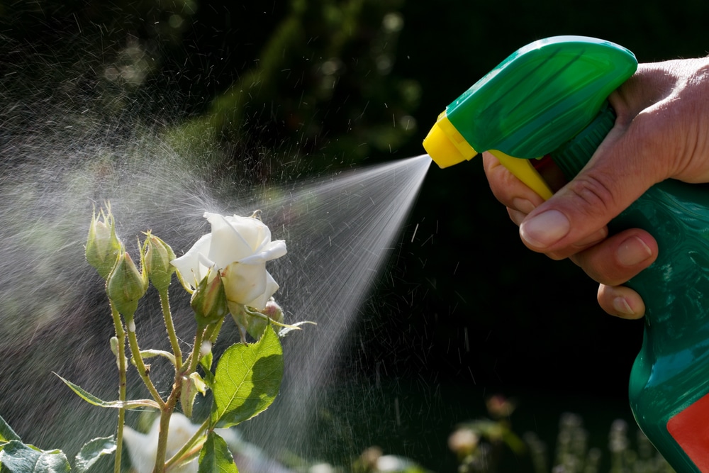 spraying garden plants with pesticide