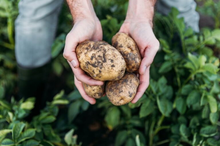 When to Harvest Potatoes in the UK: A Guide for Gardeners