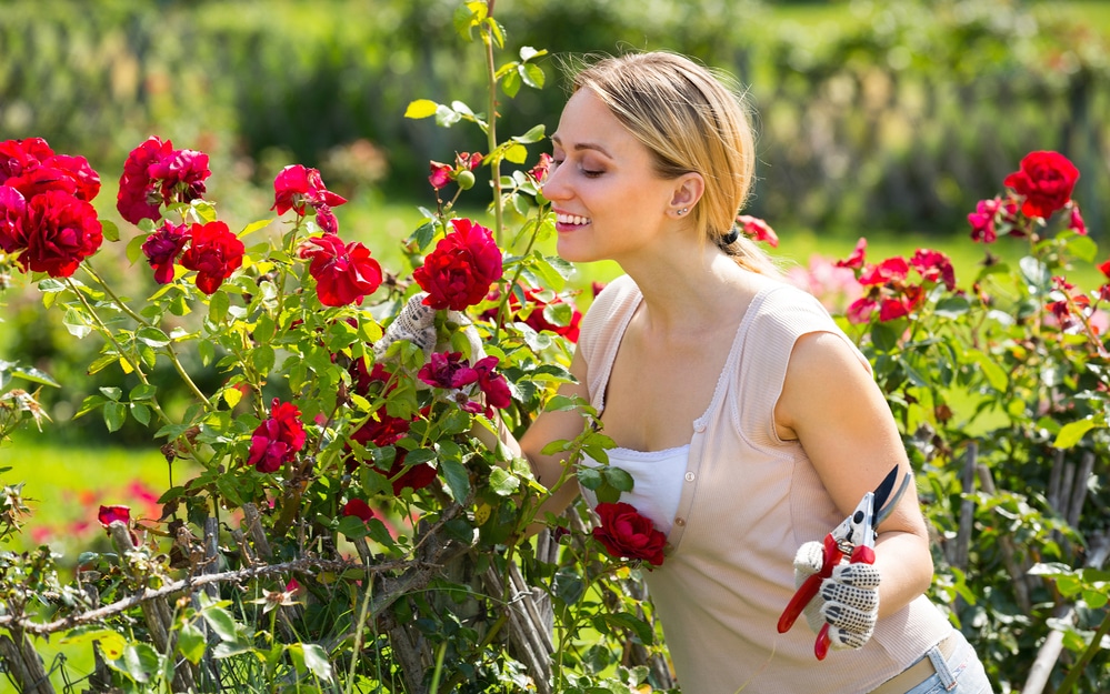 woman caring for red blooms