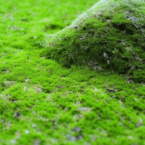 Moss in small lawn