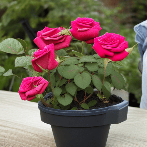 beautiful roses in a pot