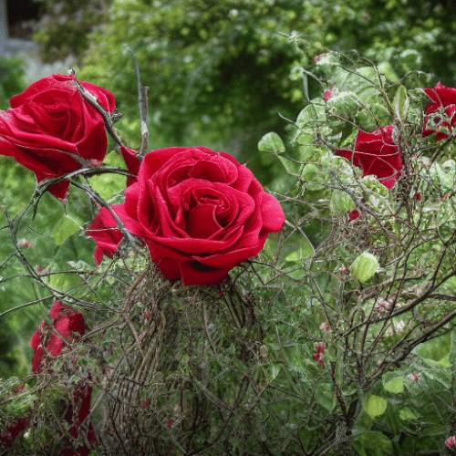 withered roses in garden